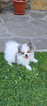 Pomeranian