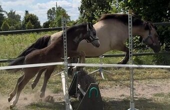 Polský pony