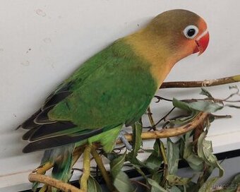 Agapornis fischeri