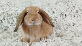 Zakrslý beránek, králíček, králík - RIKI