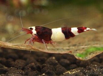 Krevetky Caridina Red Wine