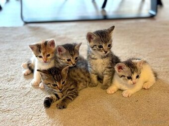 Daruji koťátka bez PP