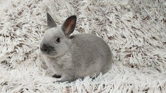 Zakrslý králík, králíček - SUZIE