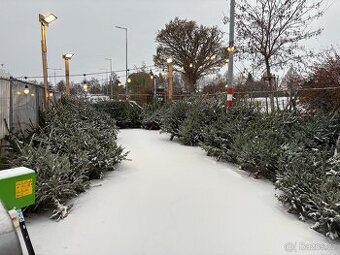 Prodej Vánočních stromků