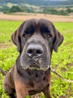 JACK - +- 50 kg, kastrovaný psík 6 let