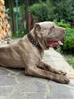 Americky bandog