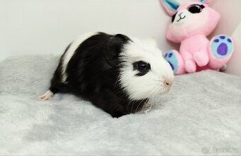 Morče, Morčata, Morčátko, Morčátka - PENNY