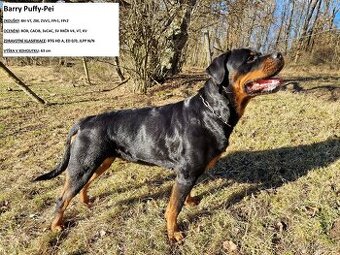 Rotvajler štěňata - 1