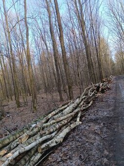 Palivové dříví v celých délkách