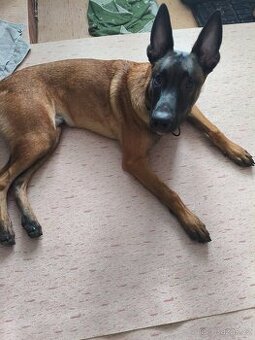 BELGICKÝ OVČÁK - MALINOIS