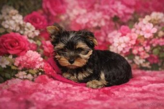 Jorkšírský teriér