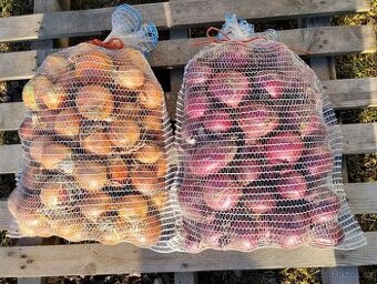 Cibule žlutá, cibule červená