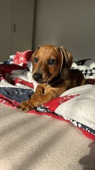 Prodám štěně trpasličího jezevčíka