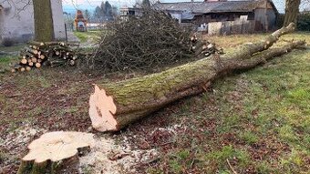 Mohutný kmen Kaštanu obvod 200 cmvhodný pro epoxid / de