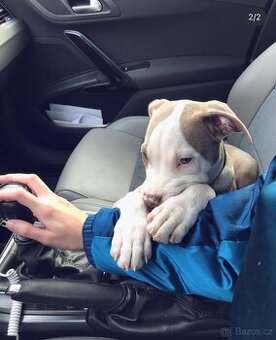 American bully standard