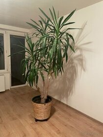 Pokojová rostlina - palma Juka