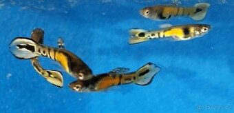 Endlerka Yellow Tiger
