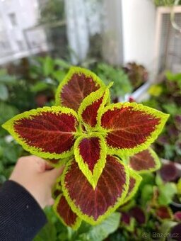 Africké kopřivy - 1