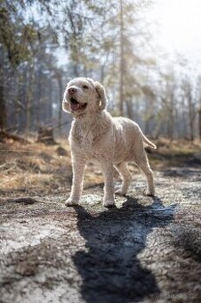 Lagotto Romagnolo pes - daruji