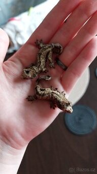 Mniarogekko chahoua red - 1