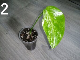 Monstera Deliciosa Albo variegata