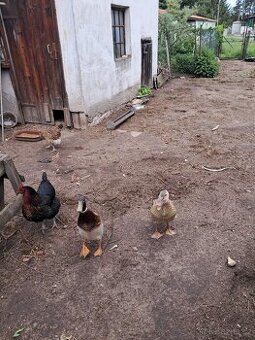 Indicky bežec