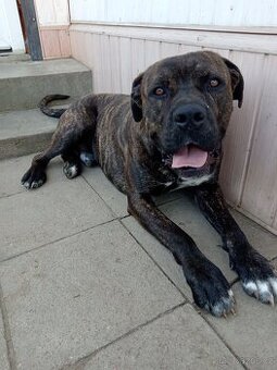 Daruji 1,5 leteho psa cane corso