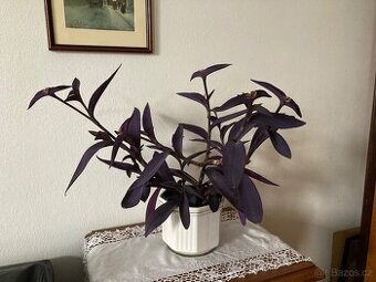 Tradescantia