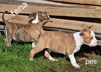 American Bull standart