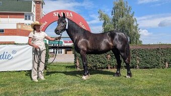 Prodám klisnu Welsh Cob