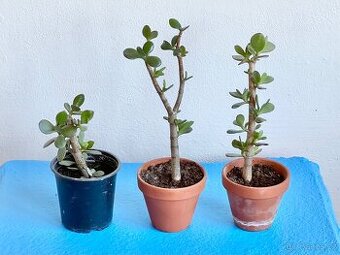 Pokojová rostlina Tlustice Crassula pokojovka