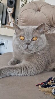 Britská krátkosrstá kočka