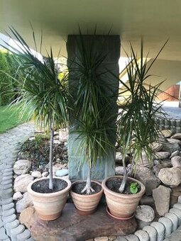 Dracena