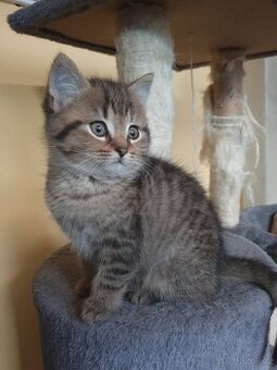 Britská modrá koťátka