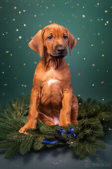 Rhodeský Ridgeback s PP