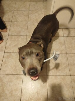 Americký stafordšírský teriér