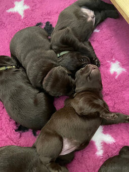 Labradorský retrivr