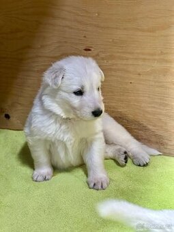 Bílý švýcarský ovčák - štěně