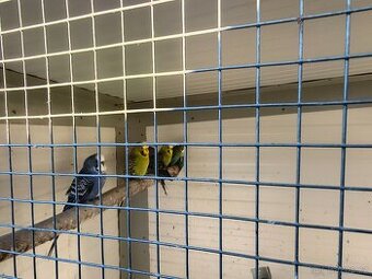 Prodám andulky s klecí