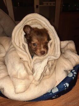 Prodám štěňátko