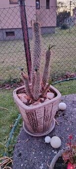 Pachypodium Madagaskarská palma