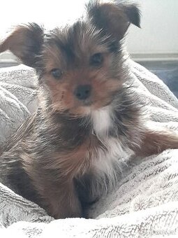 Jorksirsky teriér x Čivava