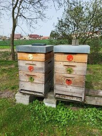 vyzimované včelstva - oddělky Langstroth