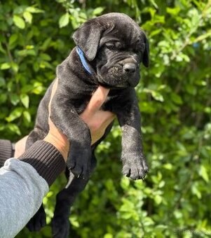 Štěňátka Cane Corso