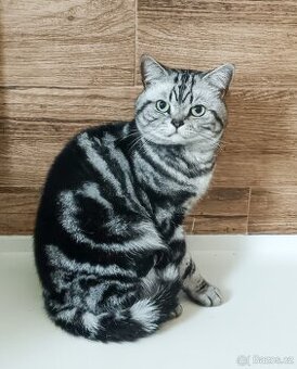 Britský Whiskas ke krytí bez PP