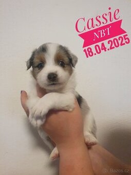 Australský ovčák- PP - 18.04.2024 - 1
