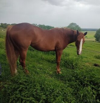 APH-American Paint horse