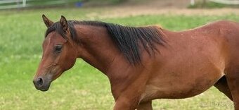 Dvouletý valach český sportovní pony - 1