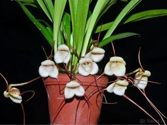 Orchidej Dracula saulii