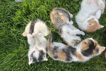 Černobílí a rezavobílí kocourci a tříbarevné kočičky